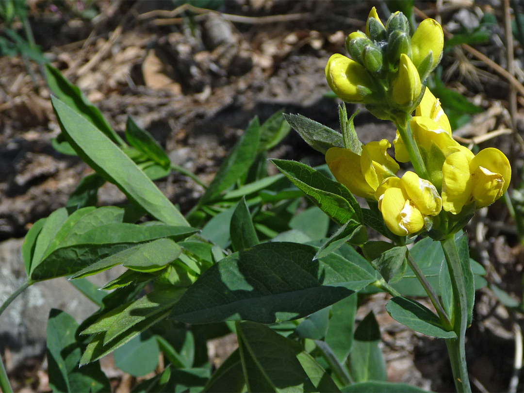 Flowers and buds