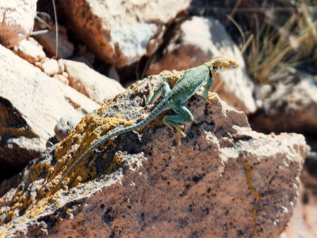 Yellow headed collared lizard