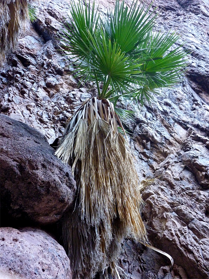 Young fan palm