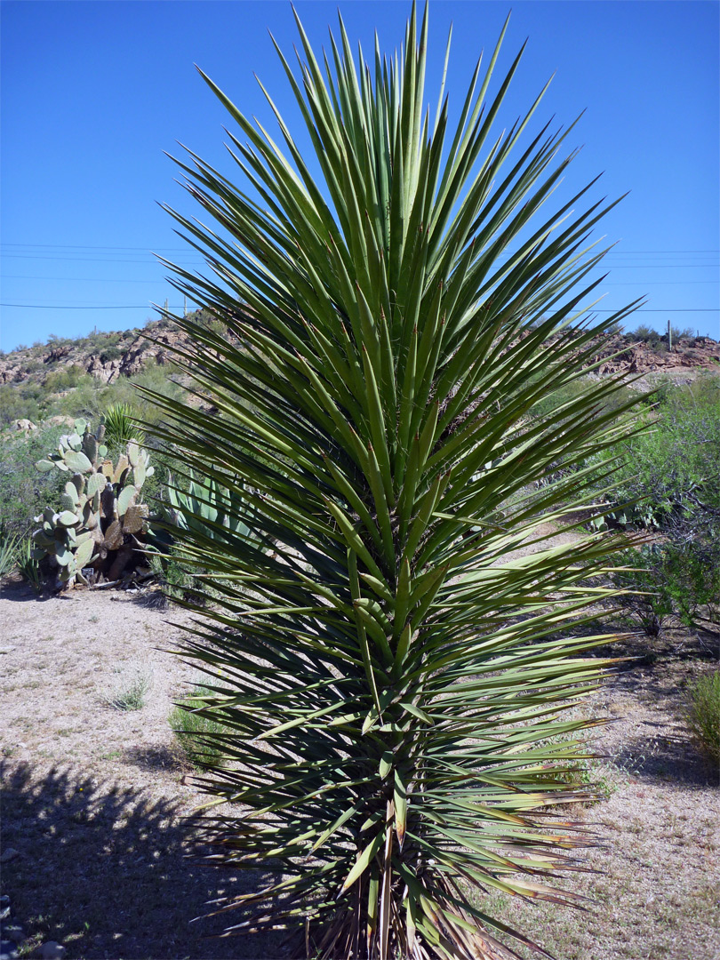 Yucca filifera