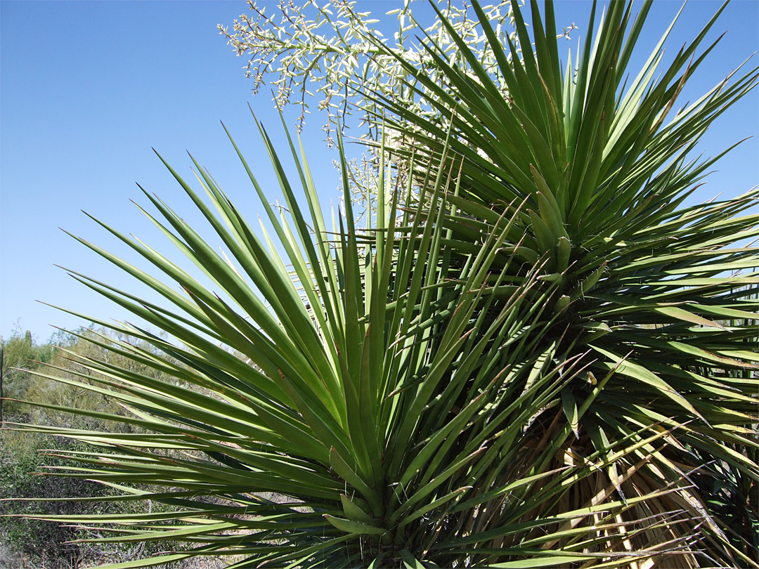 Yucca grandiflora