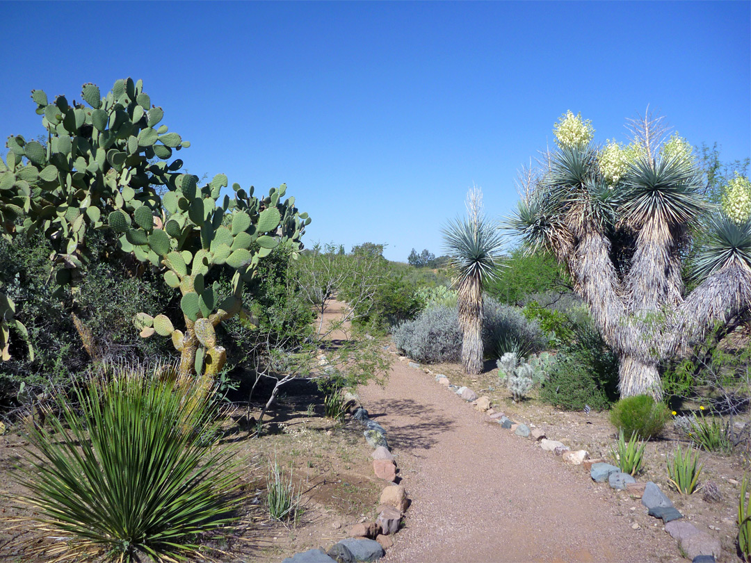 Opuntia and yucca