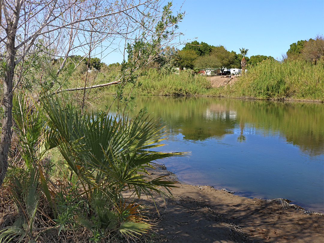 Palms by the river