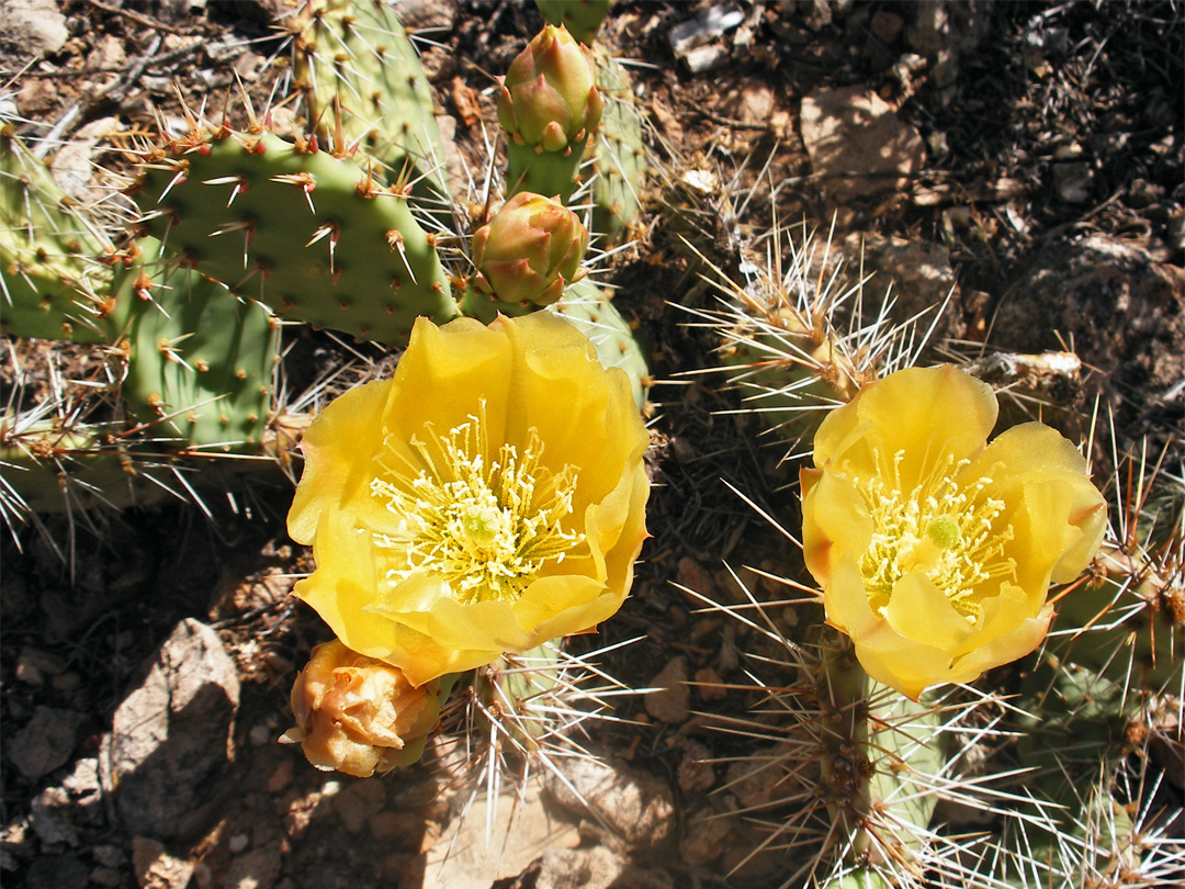 Yellow opuntia