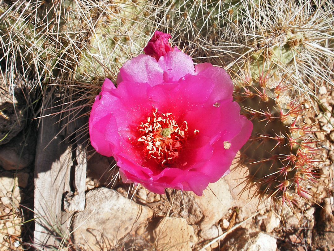 Pink opuntia