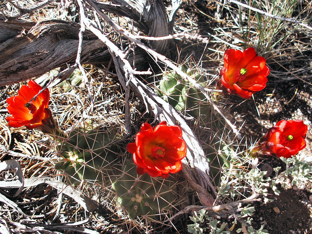 Red-orange flowers and light spines