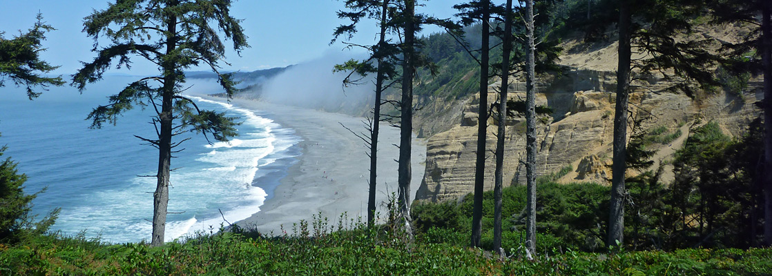 Trees on the bluffs south of Agate Beach