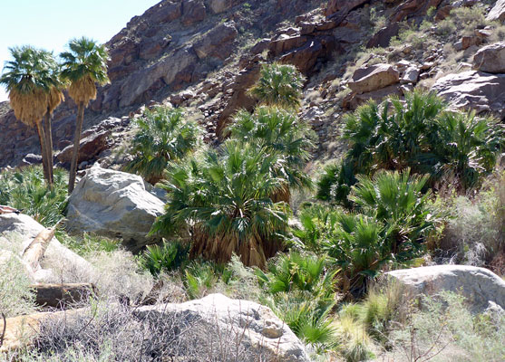 The oasis in Borrego Palm Canyon