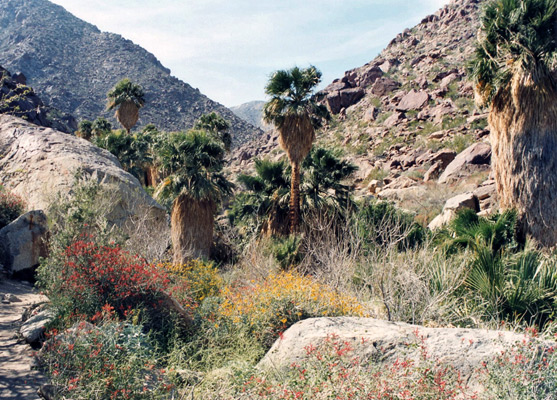 Palm trees, boulders and flowering bushes