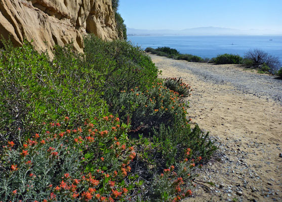 Woolly indian paintbrush beside the Bayside Trail