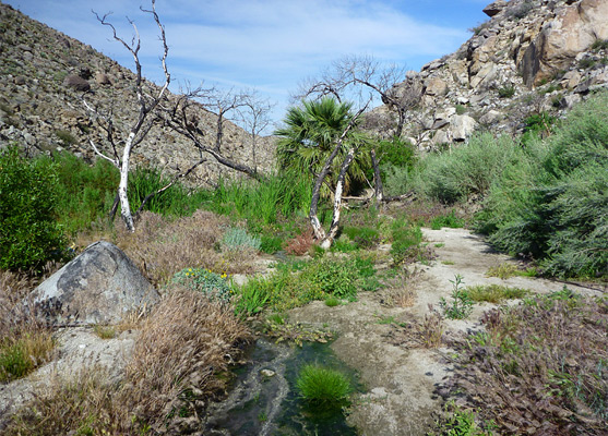 Vegetation at Big Spring, Tubb Canyon