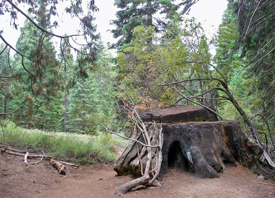 Sequoia stump near the start of the trail