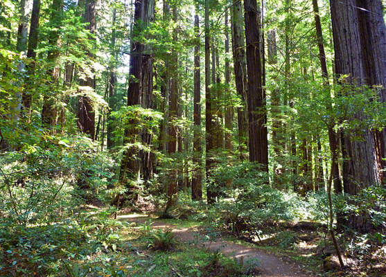 Ferns, bushes and trees