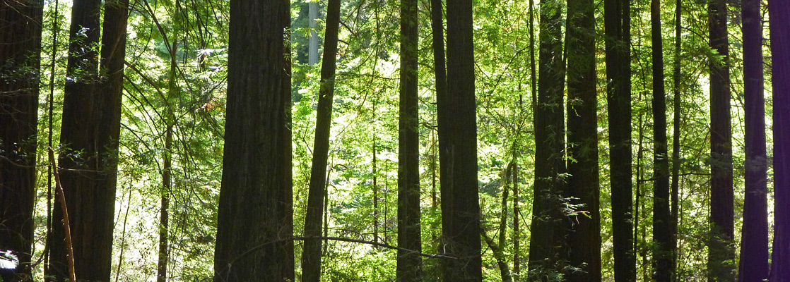 Sunny leaves and shadowy trunks - along the Big Tree Trail