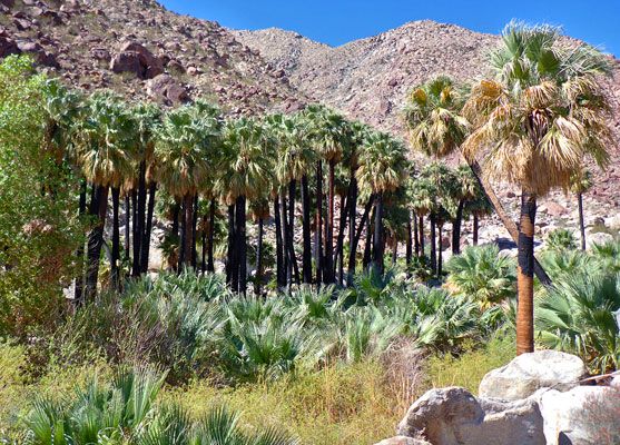 Many palms, old and young