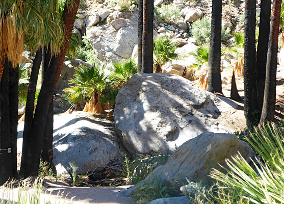 Closely-spaced trunks, Borrego Palm Canyon