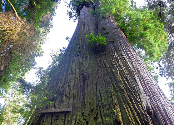 The Boy Scout Tree