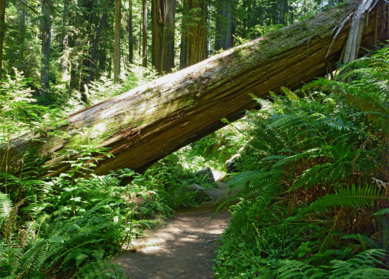 Fallen tree across the South Fork Trail