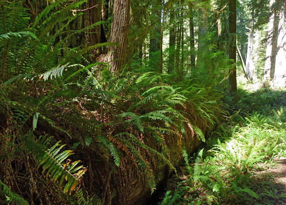 Decaying redwood trunk