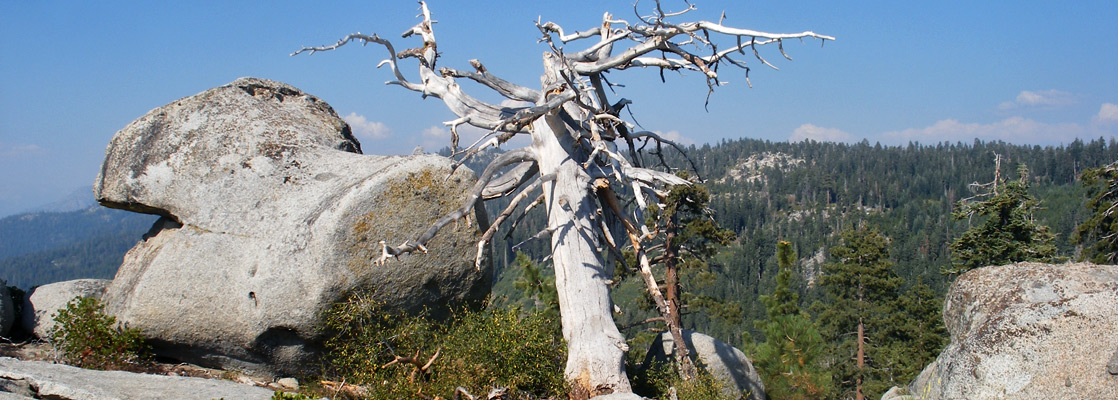 Dead tree and granite boulders on Buena Vista Peak