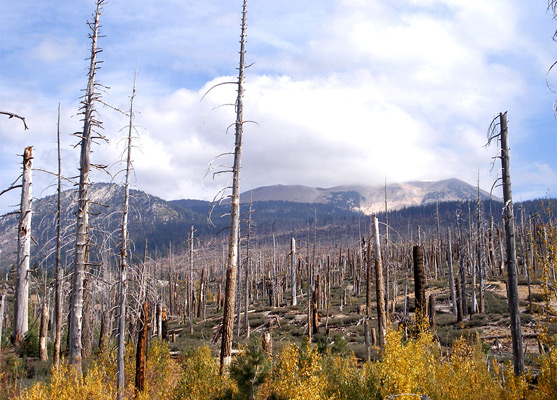 Burnt forest