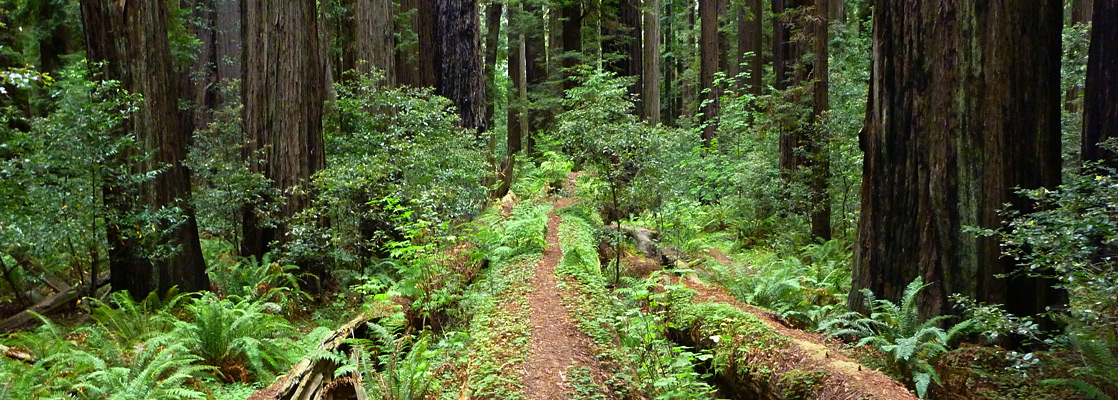 Parallel fallen trees in the Cheatham Grove, Grizzly Creek Redwoods