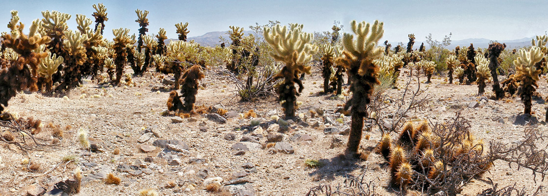 Teddy bear cholla in the Cholla Cactus Garden