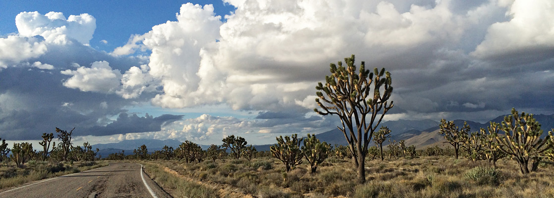 Joshua trees beside Cima Road