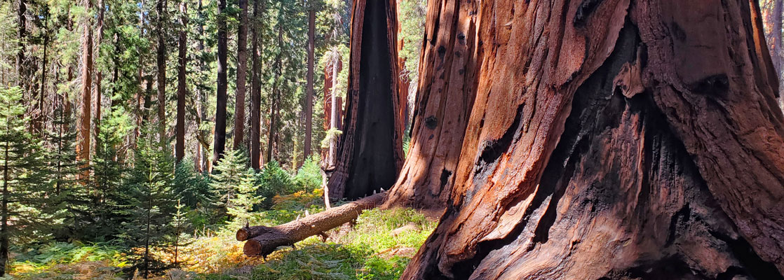 Sequoia of all sizes, Circle Meadow Loop