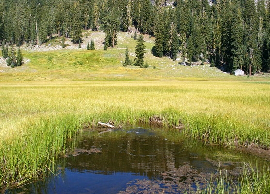 The small, bubbling pool beside Cold Boiling Lake