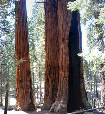 Burnt tree