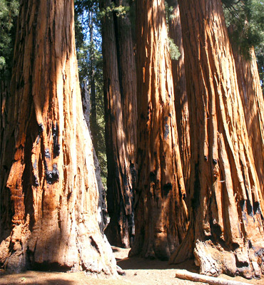 Tree trunks in the Senate Group