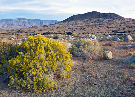 Rabbitbrush