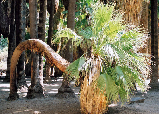 Curly palm by the start of the trail