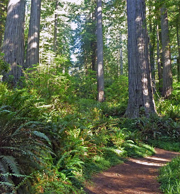 Damnation Creek Trail, Del Norte Coast Redwoods State Park, California