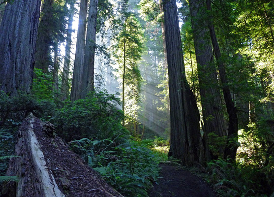 Approaching a patch of sunlight, Damnation Creek Trail