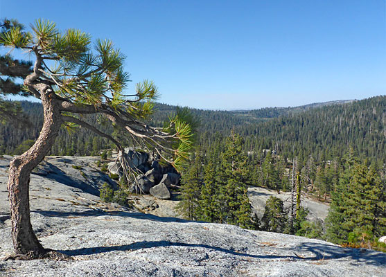 Lone tree on the granite slickrock