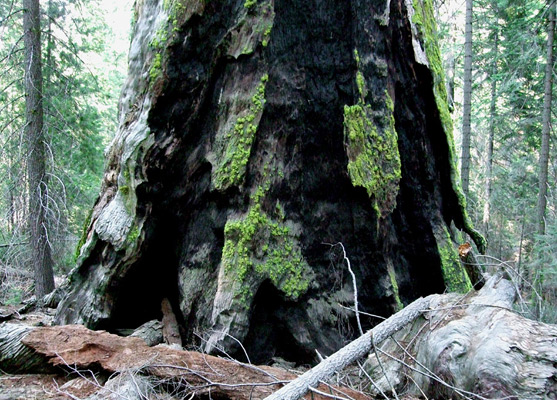 Base of the Dead Giant - an ancient sequoia killed by fire