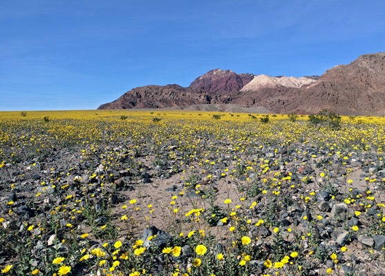 Desert sunflowers