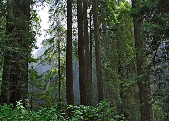 Del Norte Coast Redwoods State Park