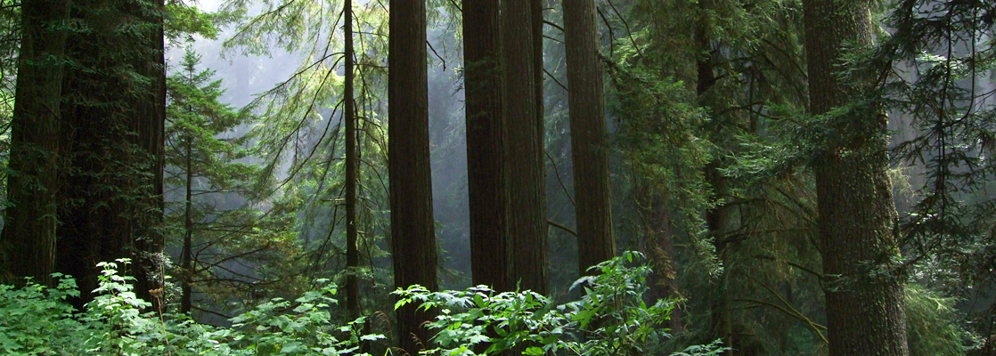 Old growth redwoods along US 101