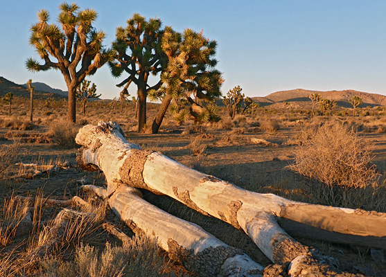 Fallen Joshua tree