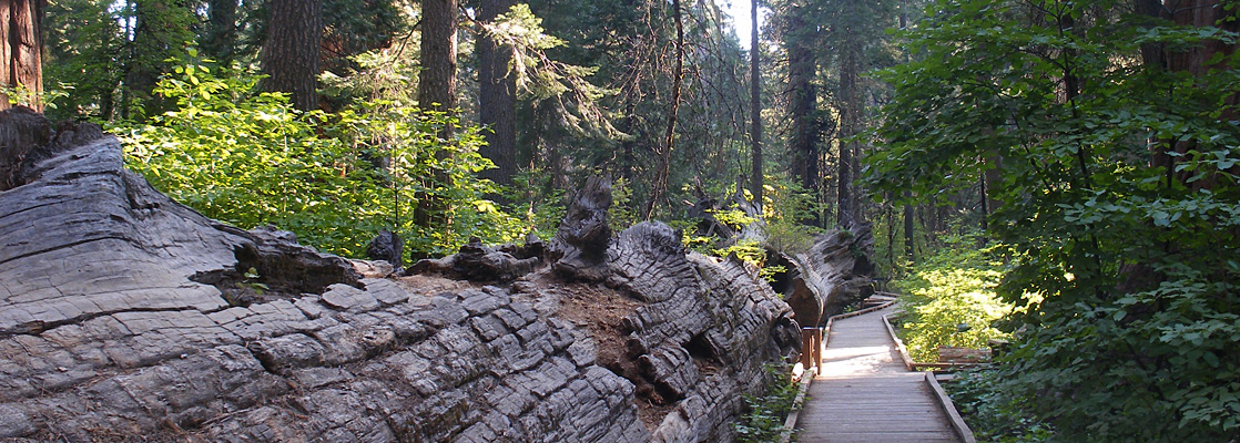 Father of the Forest, Calaveras Big Trees SP