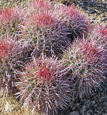 Cottontop cactus