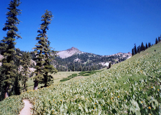 Field with wildflowers