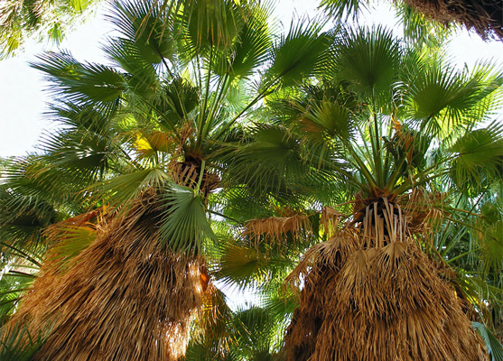 Underneath the trees in Fortynine Palms Oasis