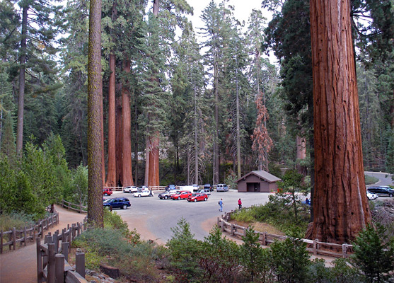 Grant Grove - start of the path to the General Grant Tree