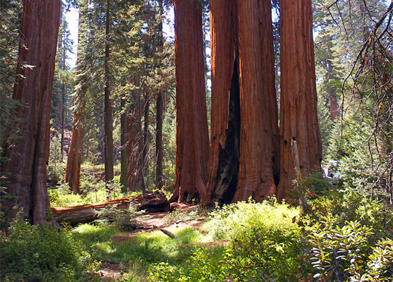Group of sequoia