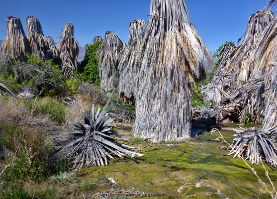 Dead palms beside a spring and algae-lined stream