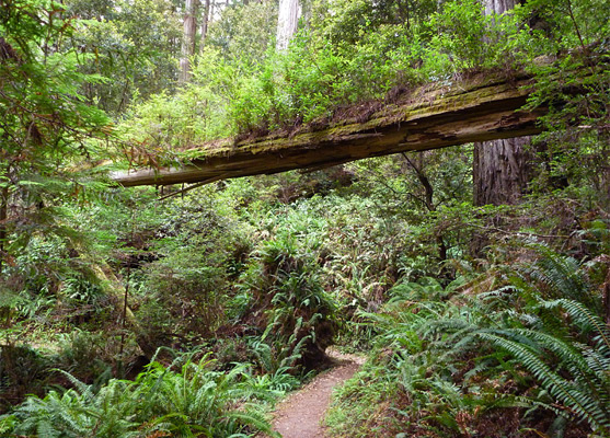 Fallen tree above the Hatton Trail